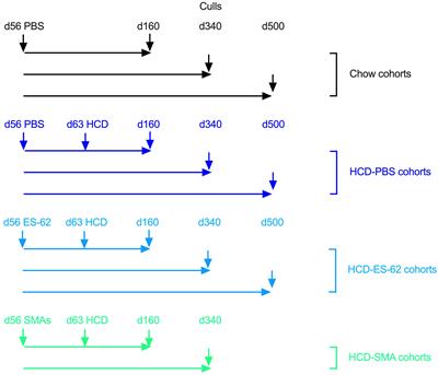 Protection against lung pathology during obesity-accelerated ageing in mice by the <mark class="highlighted">parasitic worm</mark> product ES-62